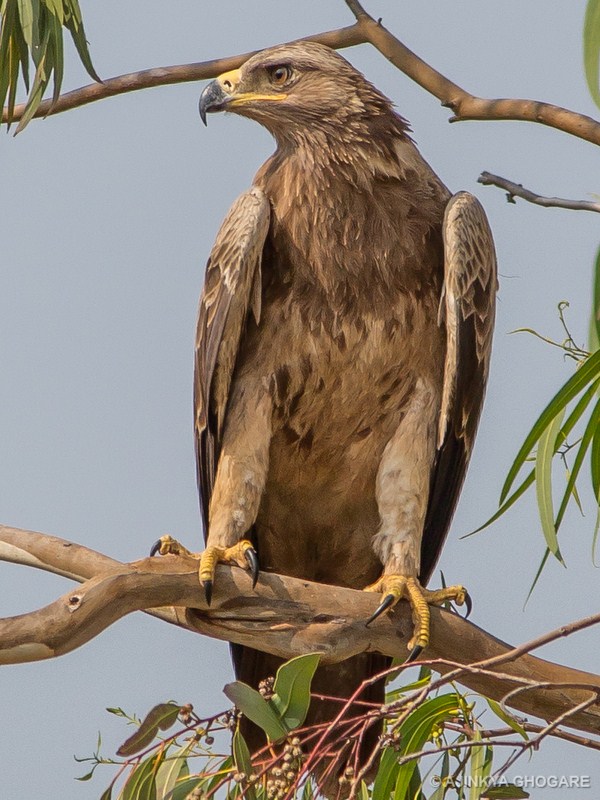 Tawny Eagle